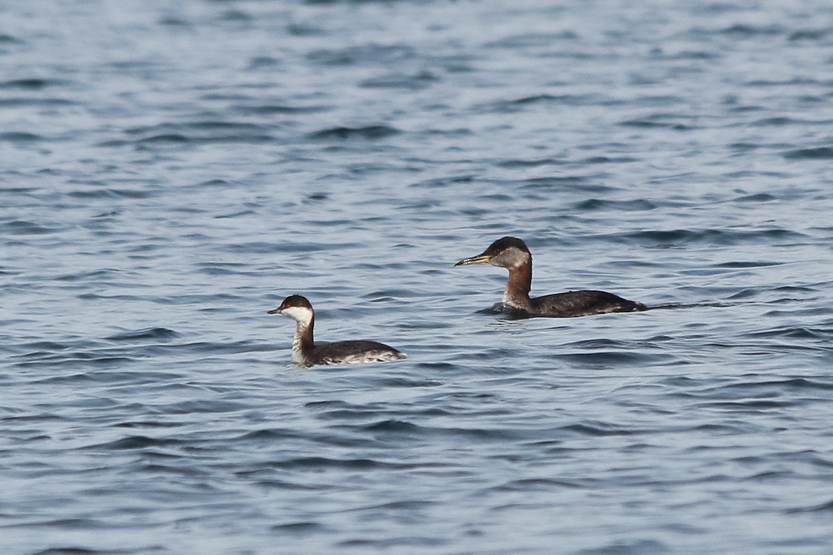 Red-necked Grebe - Jason Taylor