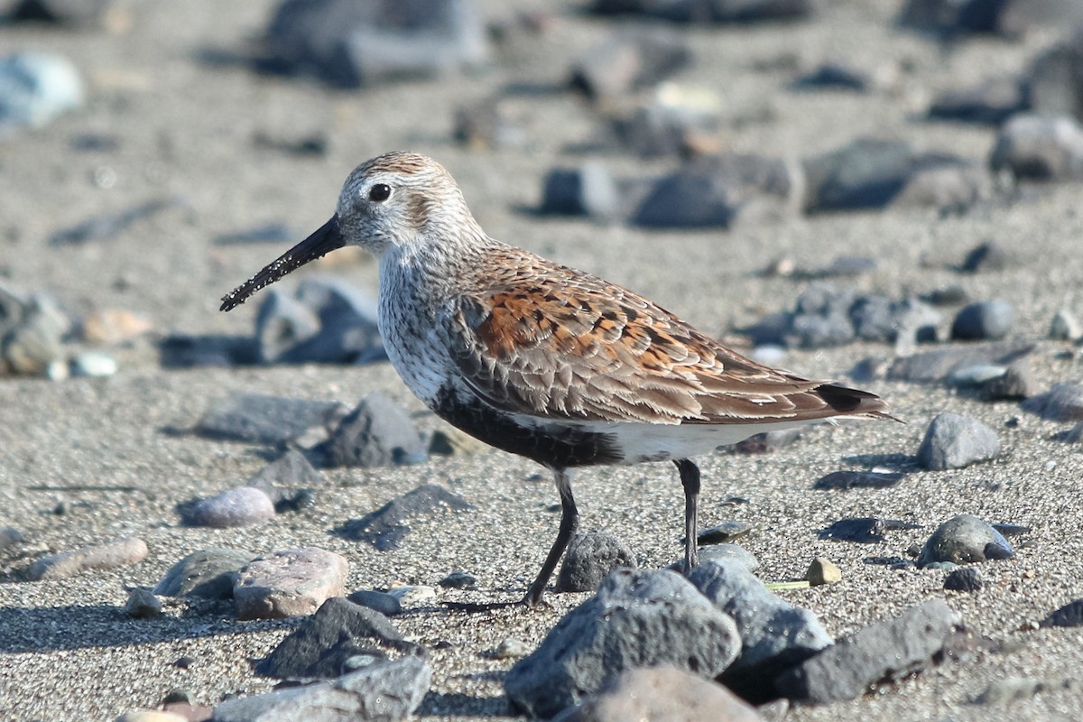 Dunlin - Jason Taylor