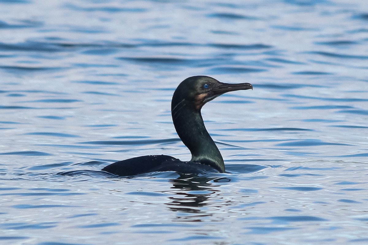 Brandt's Cormorant - Jason Taylor