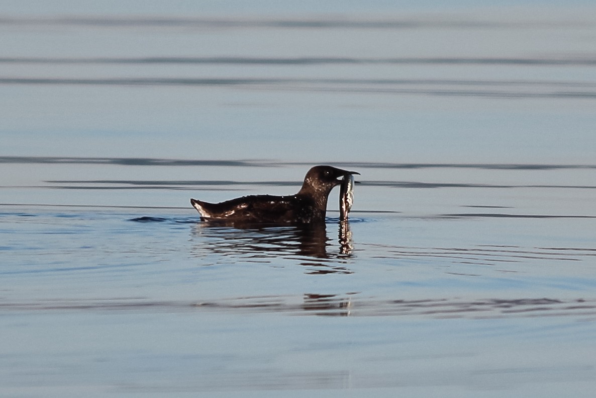 Marbled Murrelet - Jason Taylor