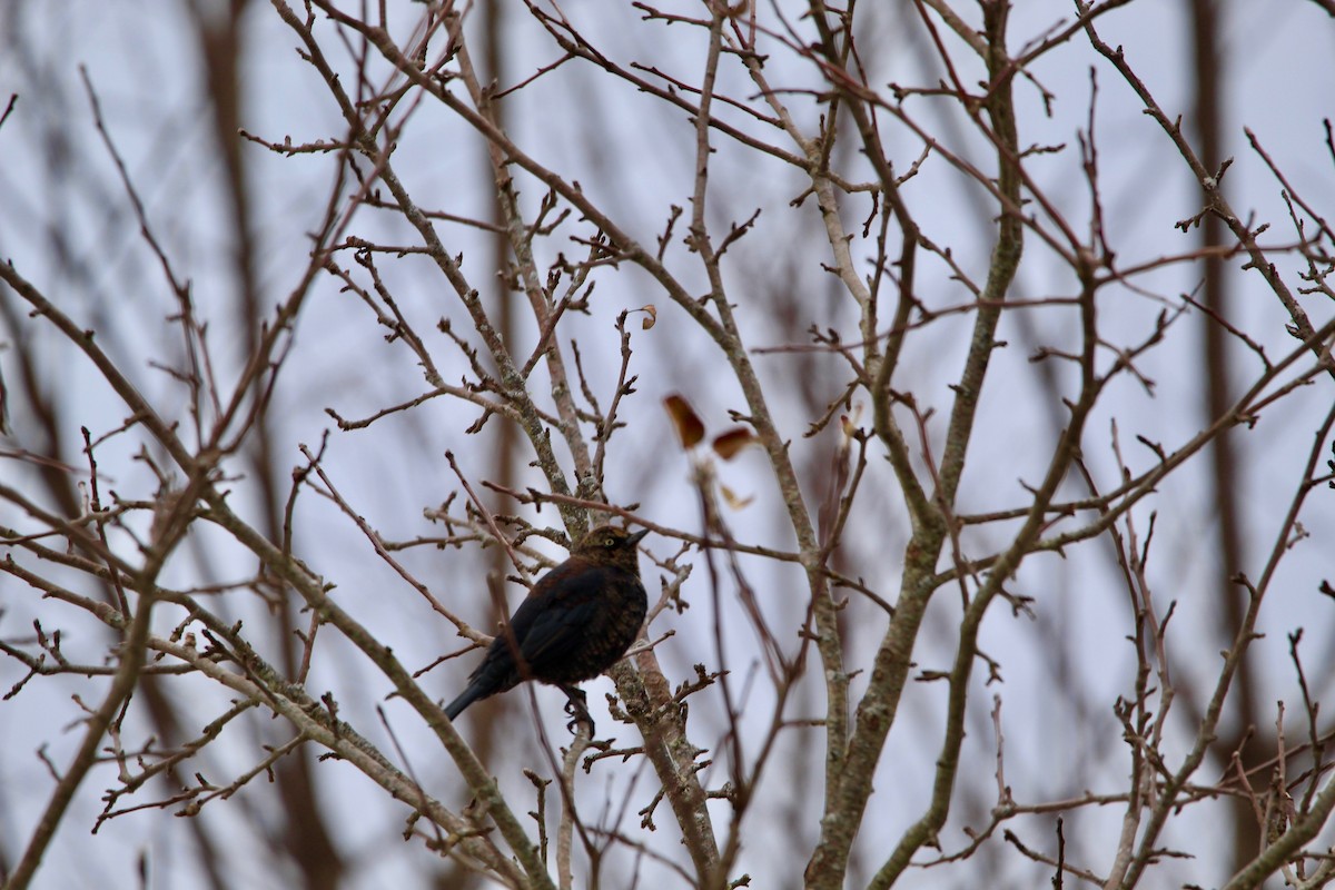 Rusty Blackbird - ML127335991