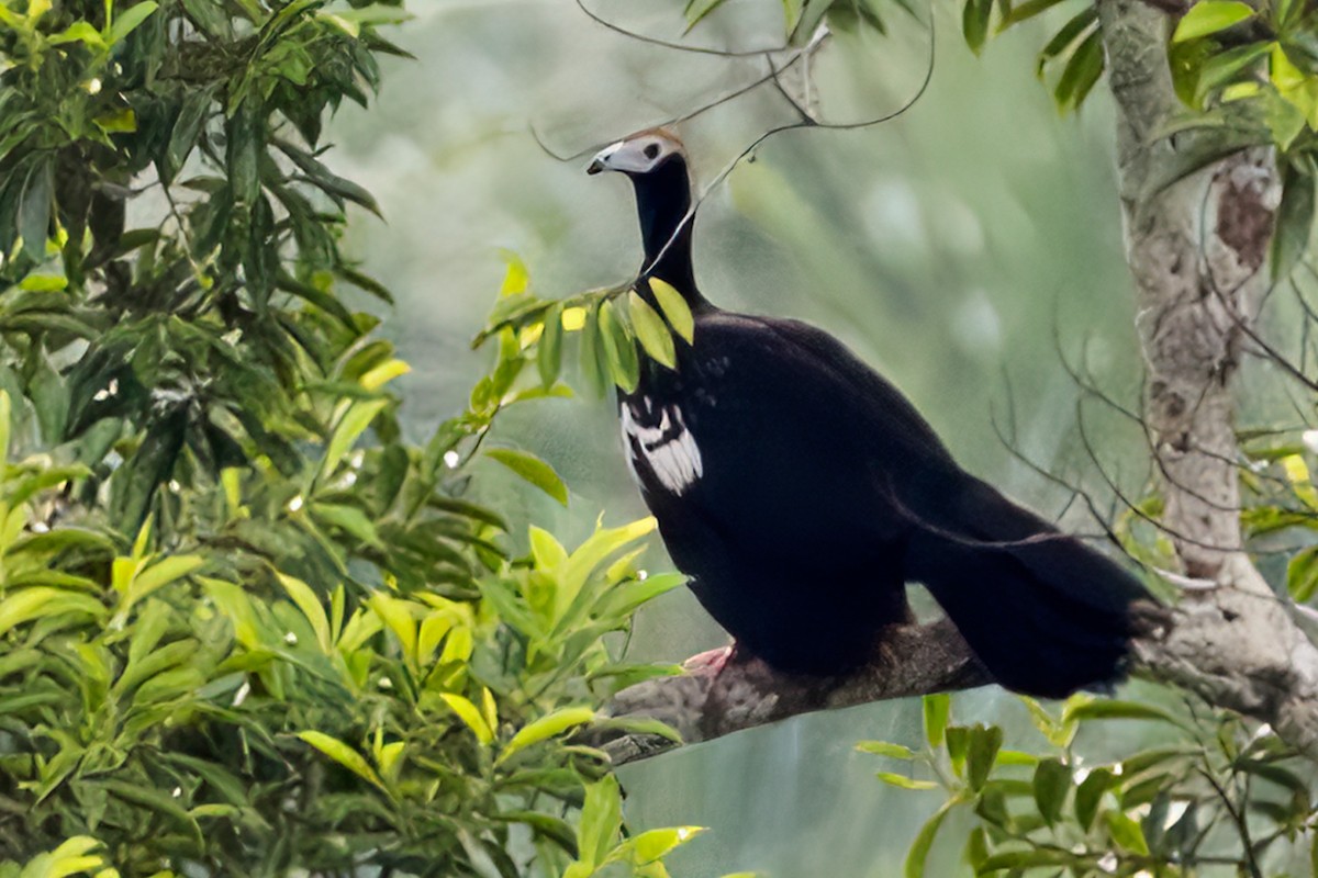 Blue-throated Piping-Guan - Renato Espinosa