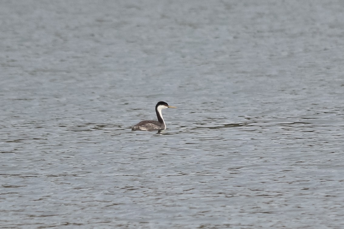 Western Grebe - Jason Taylor