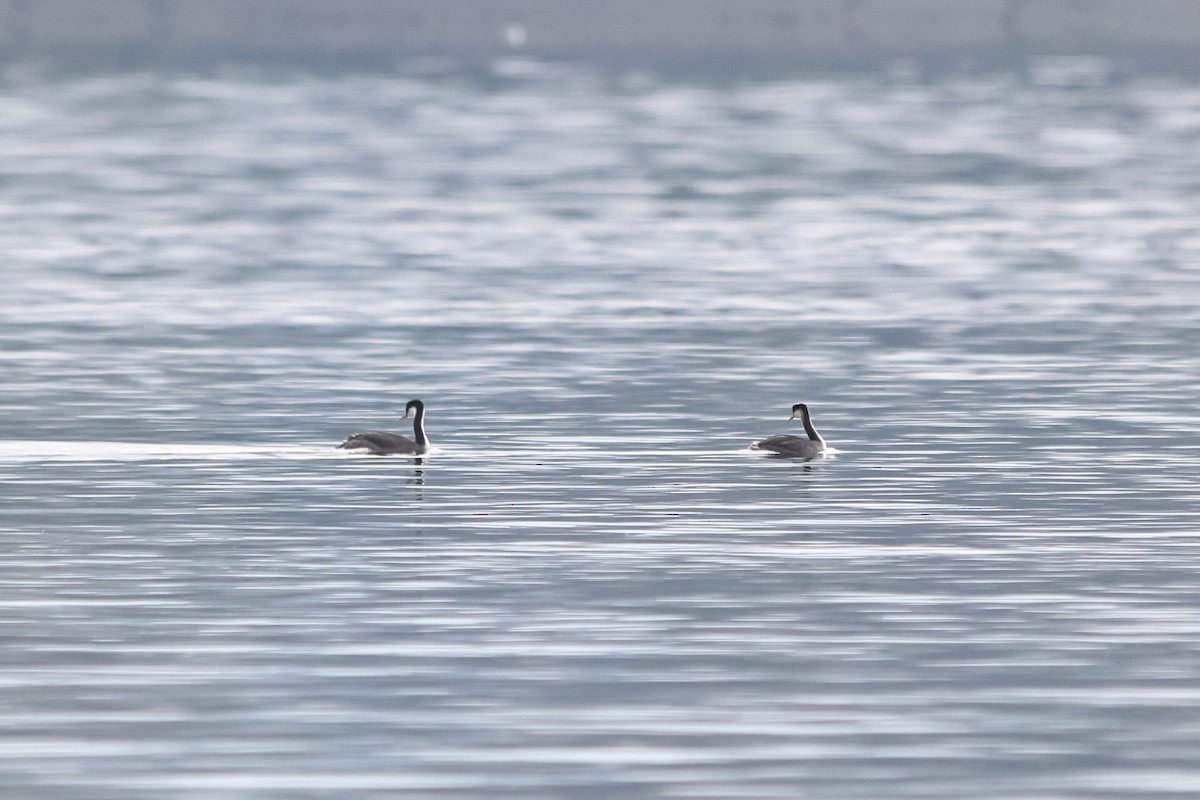 Western Grebe - Jason Taylor