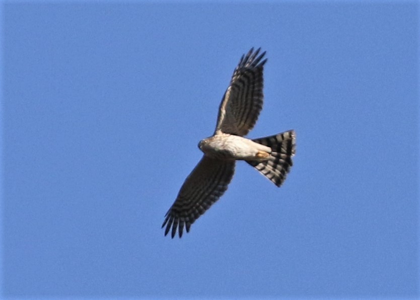 Épervier brun - ML127337781
