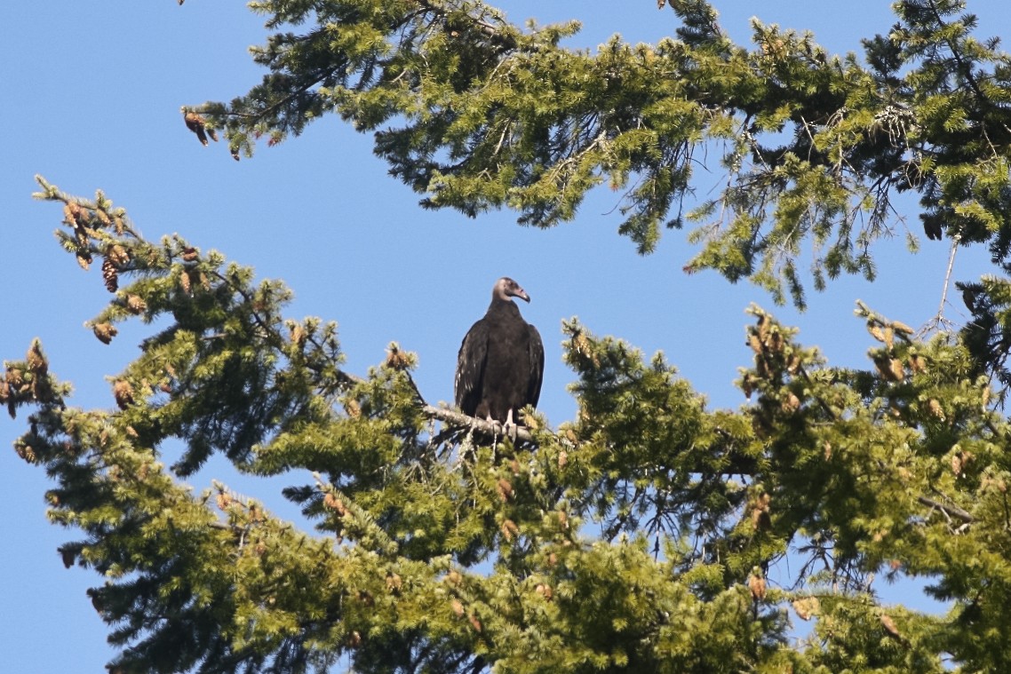 Turkey Vulture - ML127338031