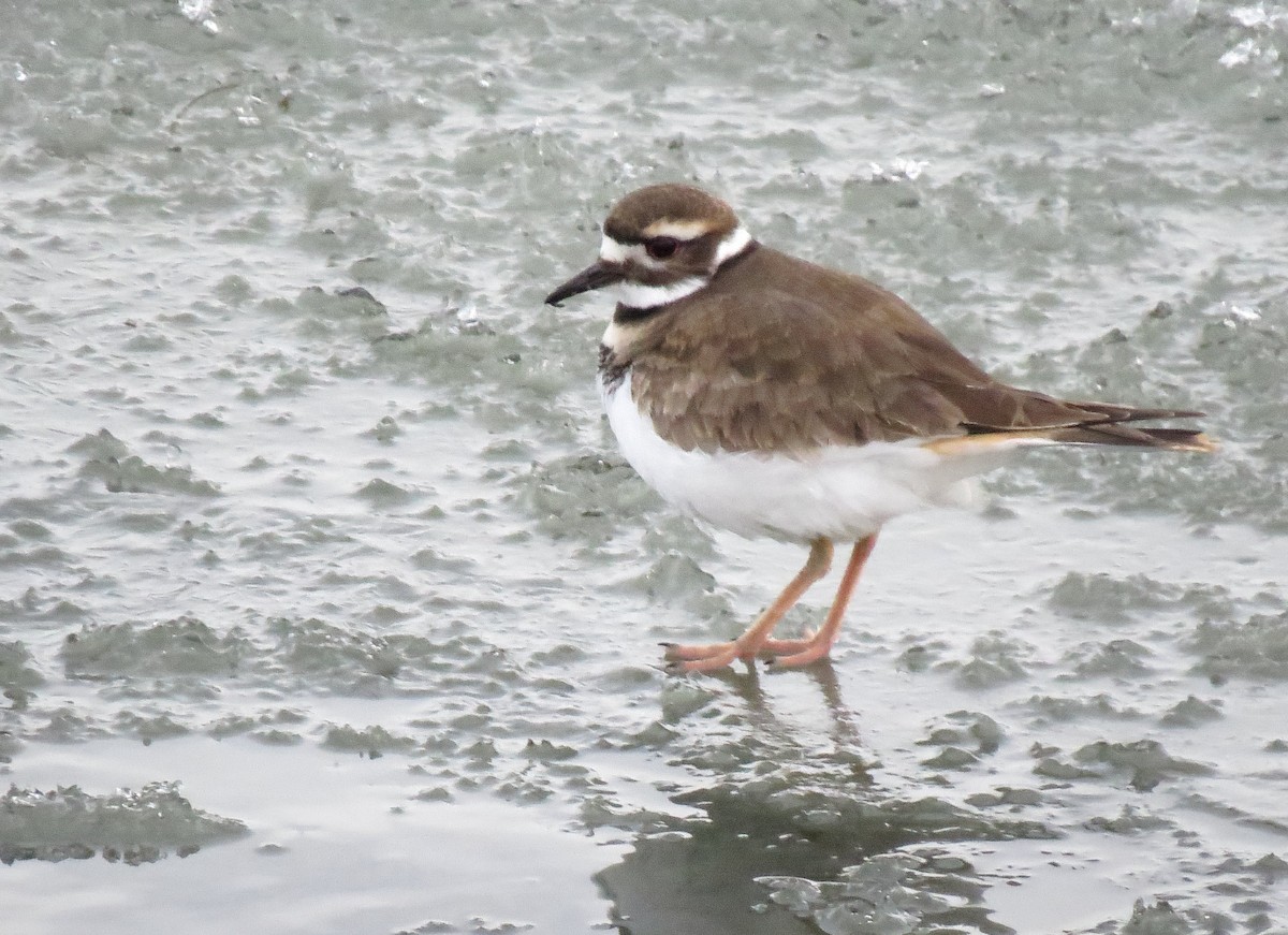 Killdeer - ML127338301