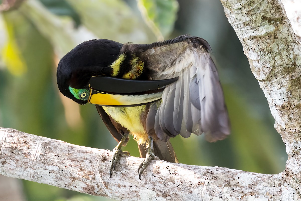 Many-banded Aracari - Renato Espinosa