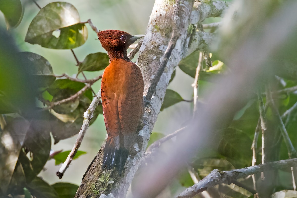 Carpintero Ondulado (grupo grammicus) - ML127338851