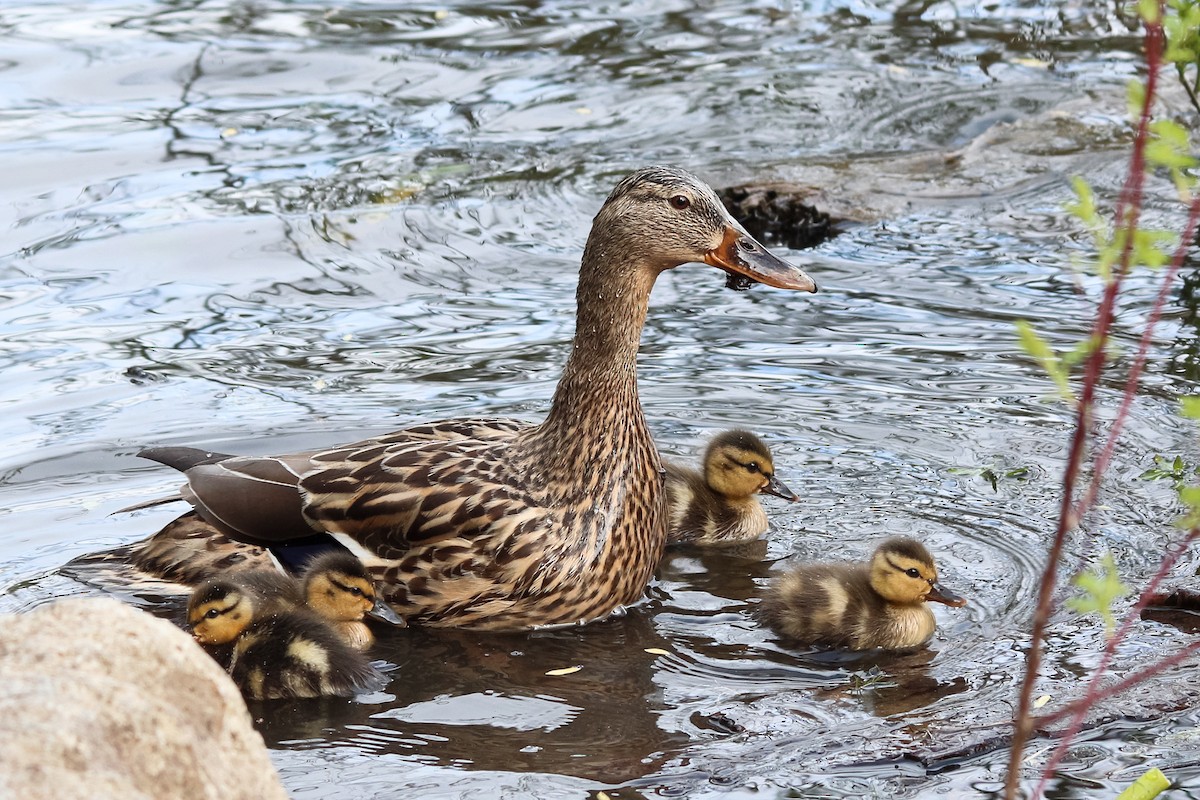 Mallard - Jason Taylor