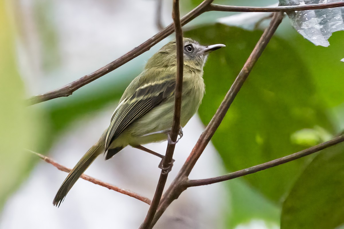 White-eyed Tody-Tyrant - Renato Espinosa