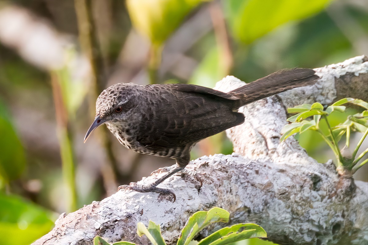 Thrush-like Wren - ML127340011