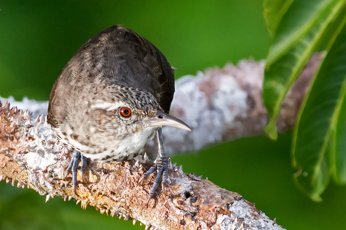 Thrush-like Wren - ML127340051