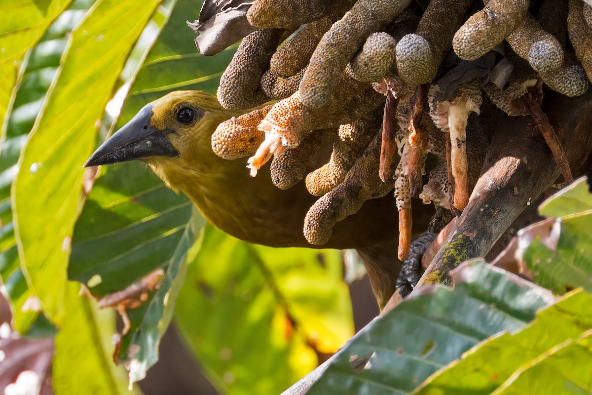 Russet-backed Oropendola - ML127340081