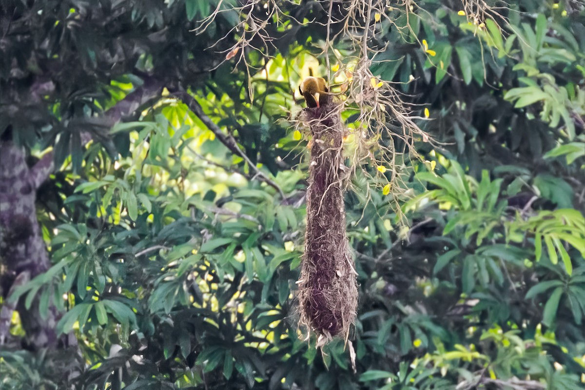 Green Oropendola - ML127340151
