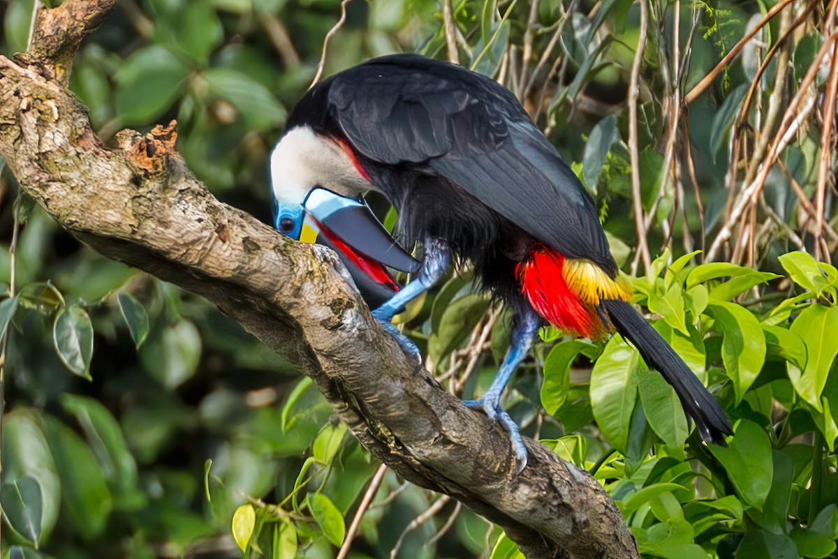 White-throated Toucan - ML127340251