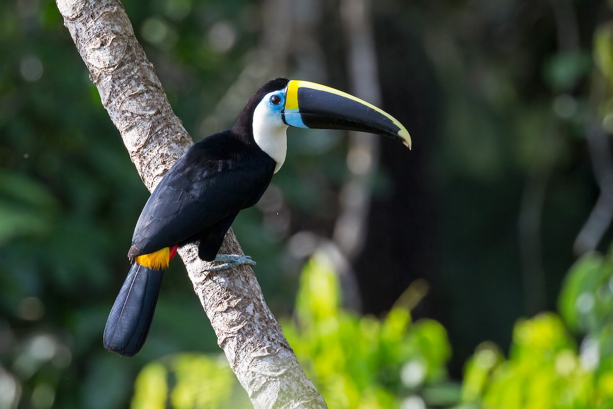 White-throated Toucan - ML127340261