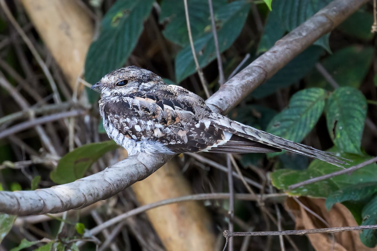 Ladder-tailed Nightjar - ML127341191