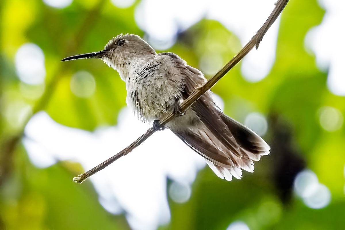 Olive-spotted Hummingbird - ML127341511