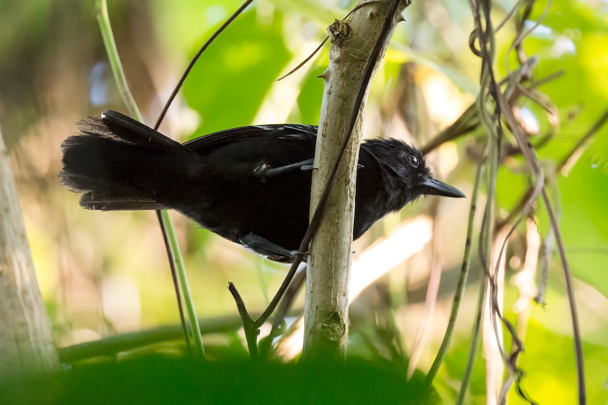 Castelnau's Antshrike - ML127341681