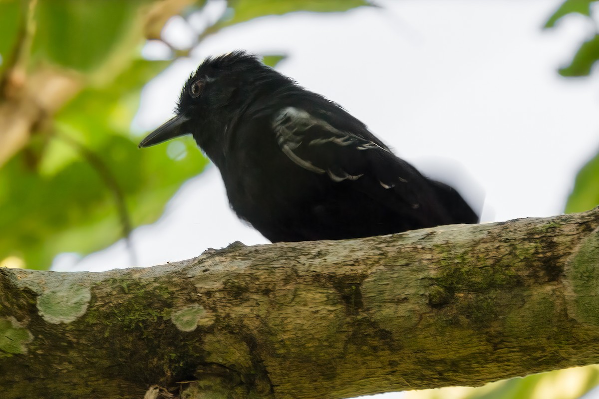 Castelnau's Antshrike - ML127341741