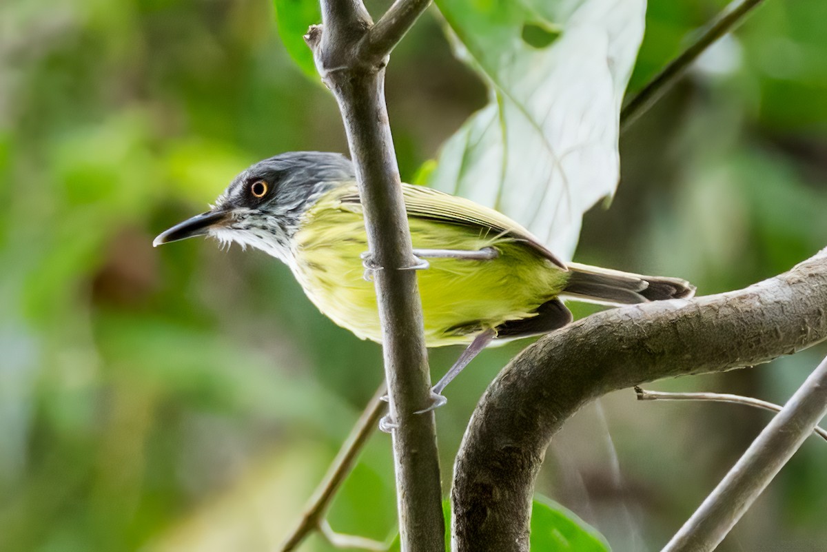 Spotted Tody-Flycatcher - ML127342051