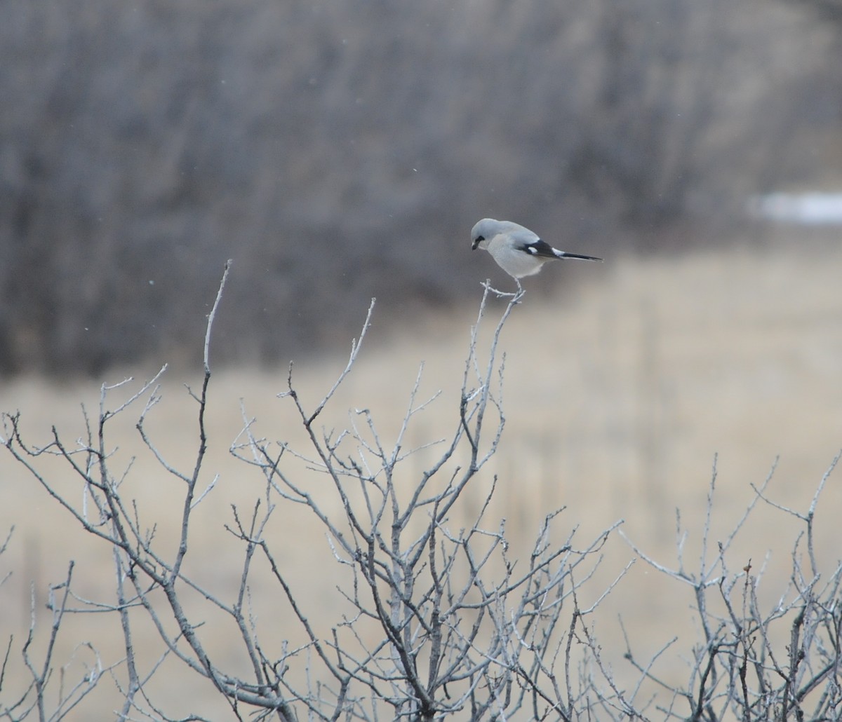 Northern Shrike - ML127343071