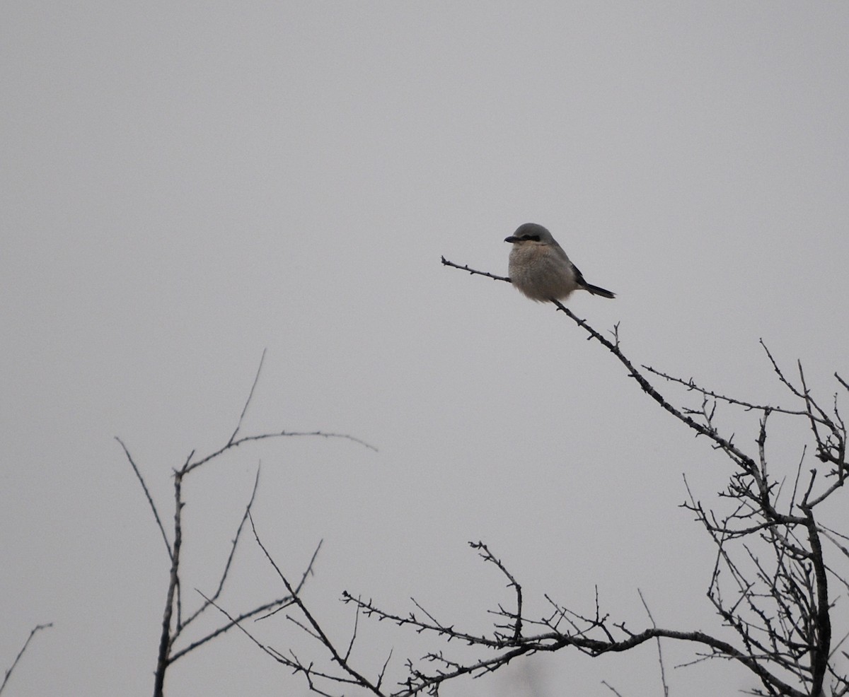 Northern Shrike - ML127343111
