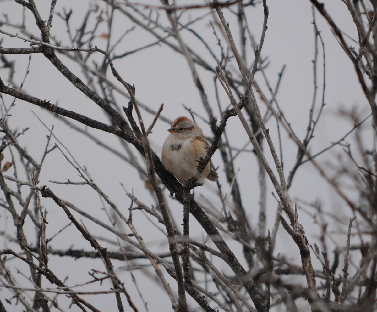 American Tree Sparrow - ML127343181