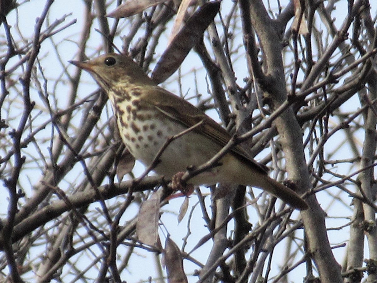 Hermit Thrush - ML127343711