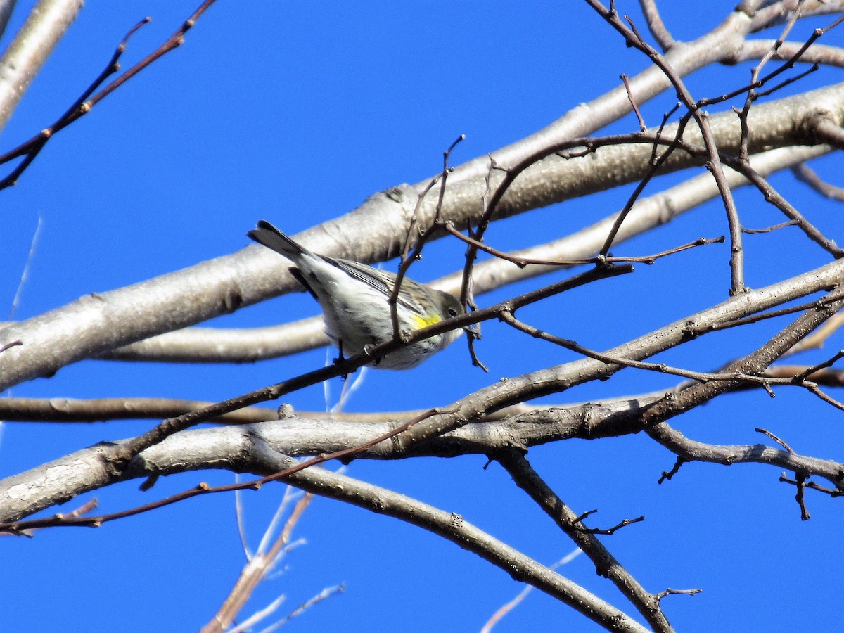 Yellow-rumped Warbler (Myrtle) - Mick McHugh