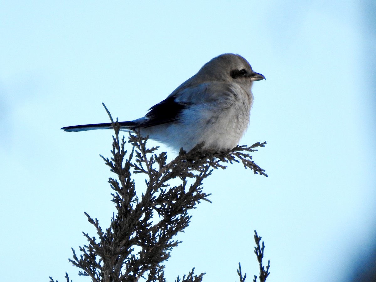 Northern Shrike - ML127346301