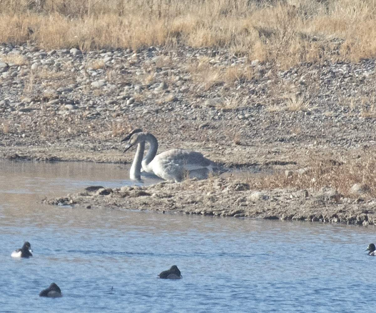 Trumpeter Swan - ML127349921