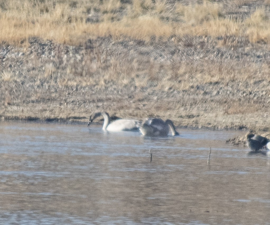 Trumpeter Swan - ML127349931