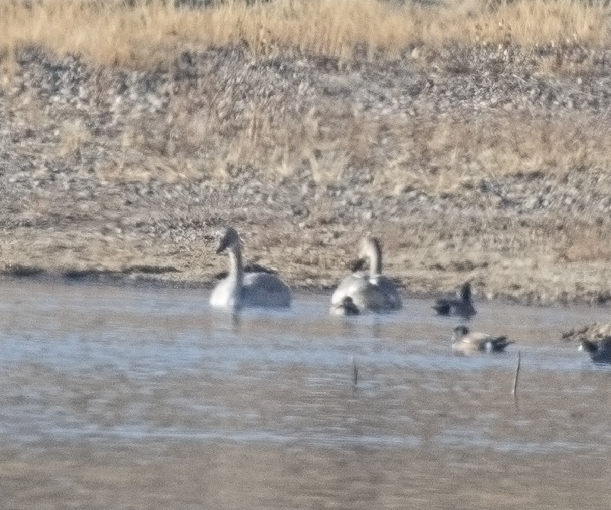 Trumpeter Swan - ML127349941