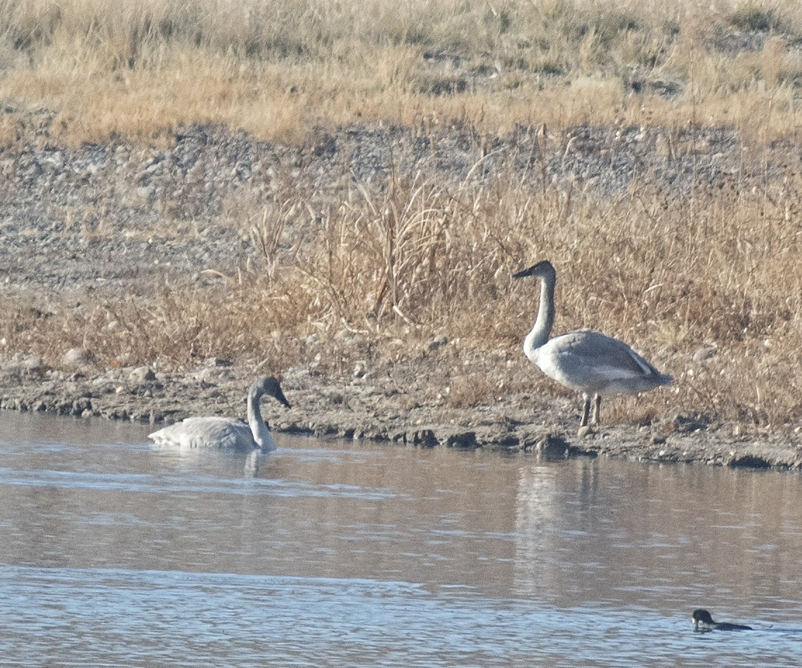 Trumpeter Swan - ML127349951