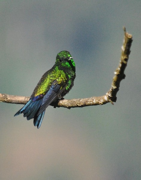 Steely-vented Hummingbird - Carlos Navea