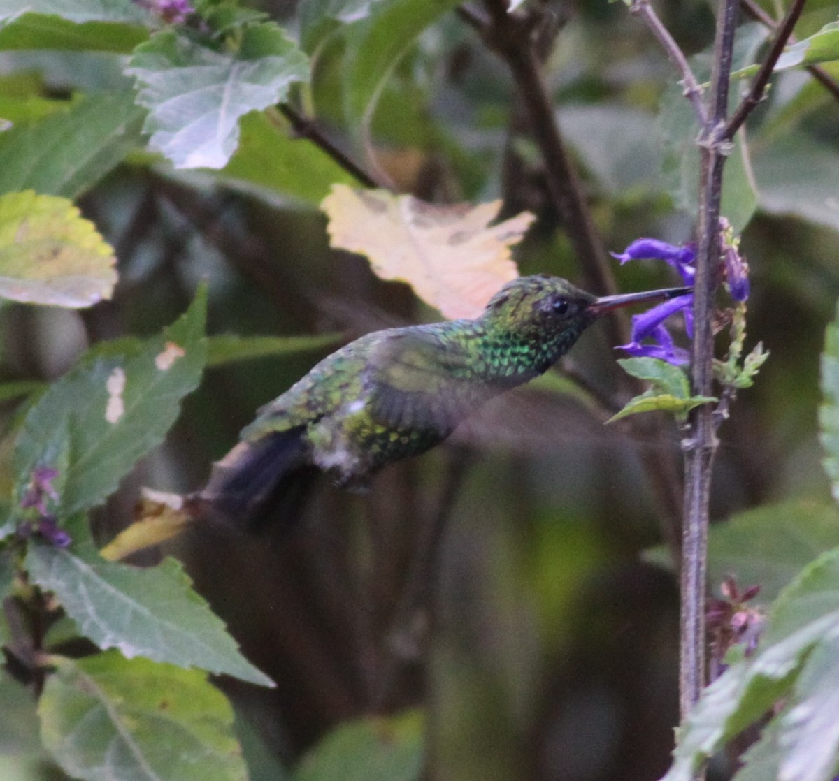 Canivet's Emerald - ML127350561