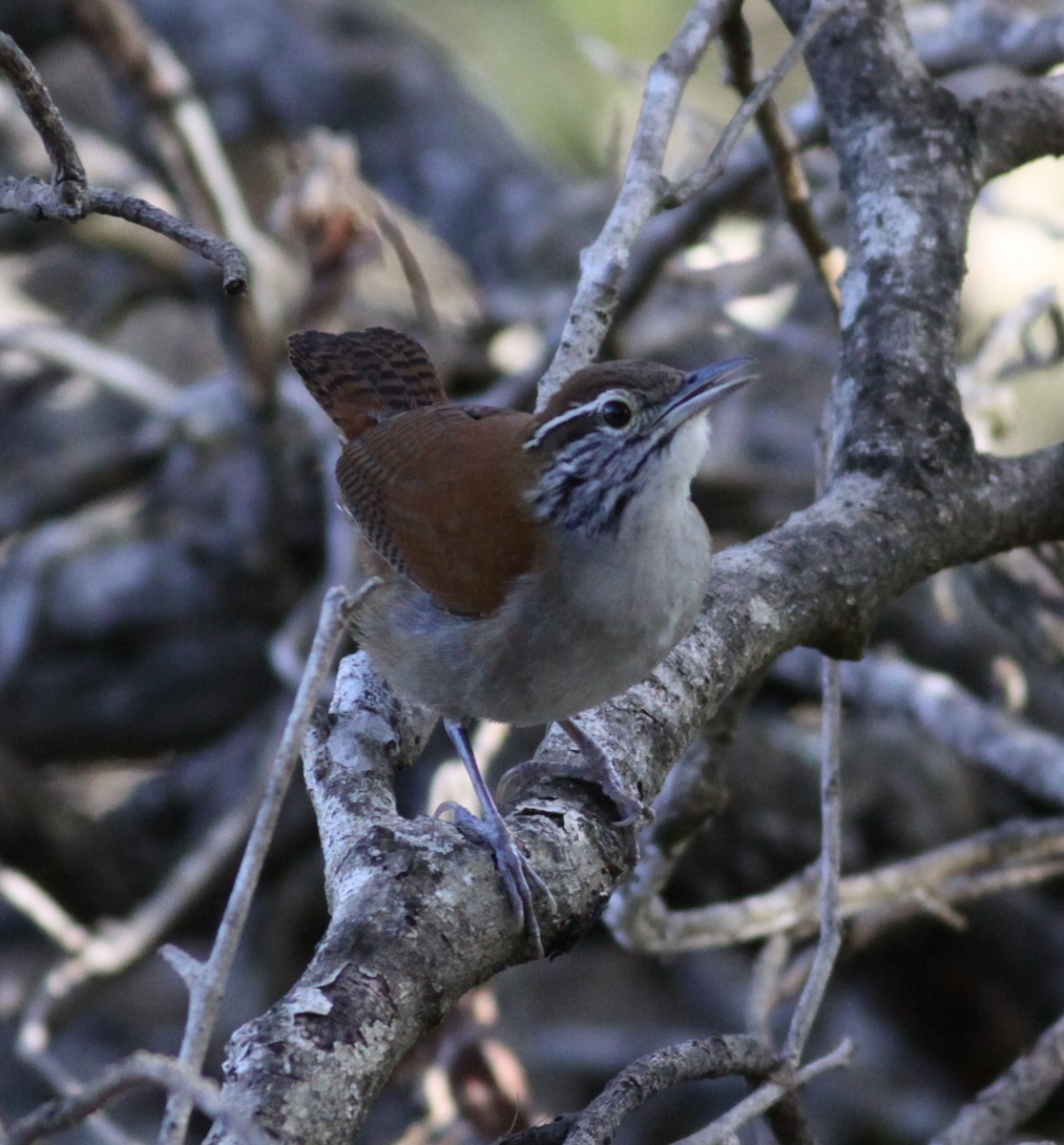 Rufous-and-white Wren - ML127350601