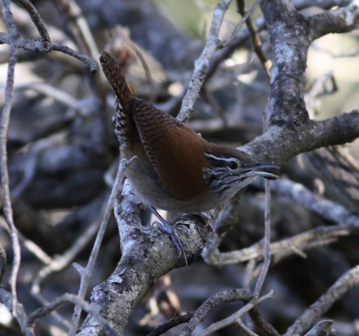 Rufous-and-white Wren - ML127350611