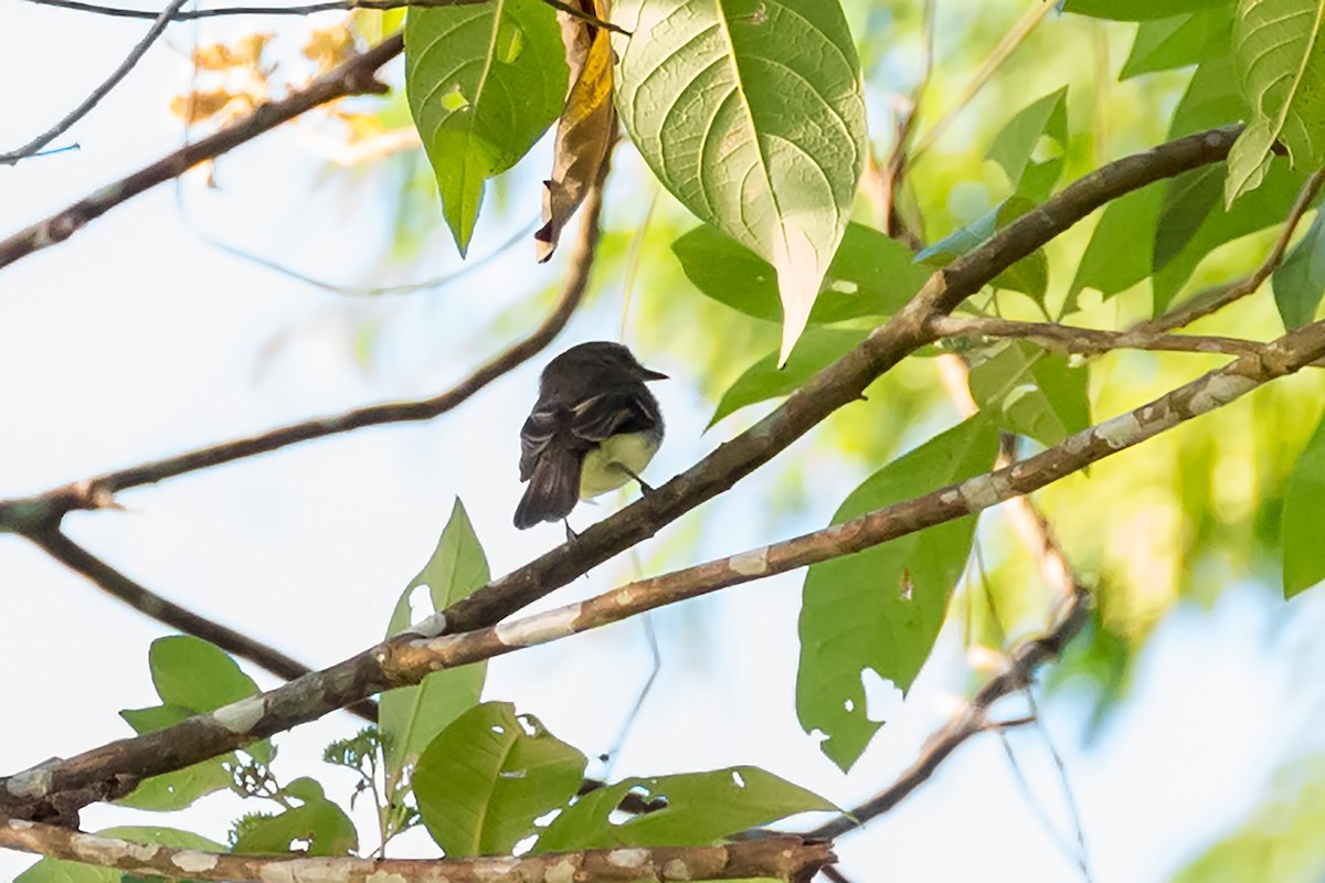 Fuscous Flycatcher - ML127352231