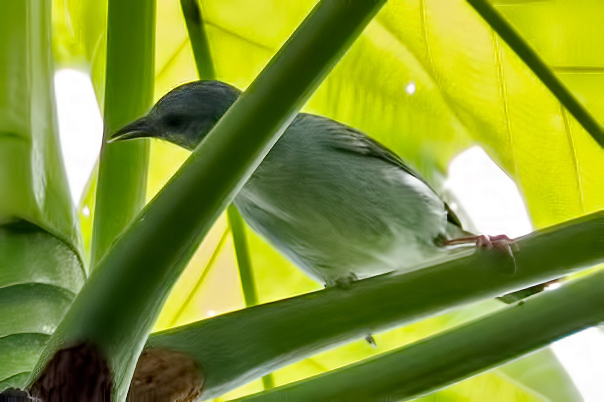 Bicolored Conebill - ML127352541