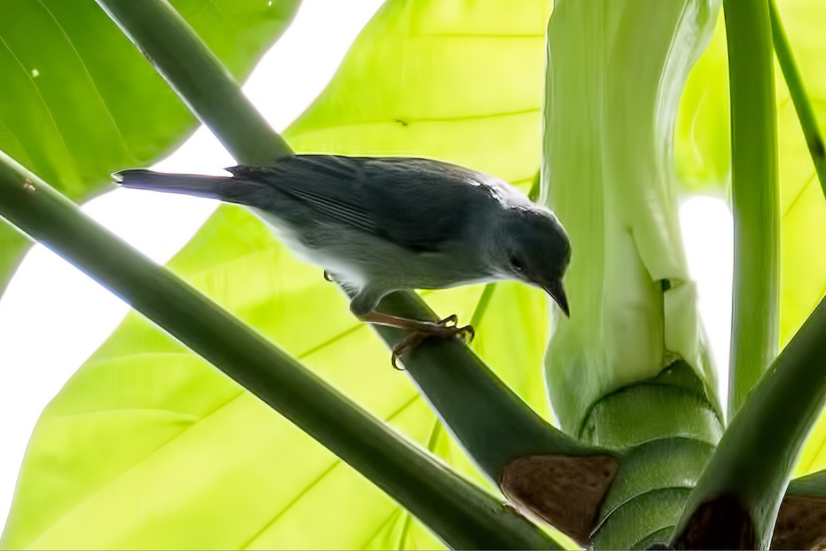 Bicolored Conebill - ML127352591