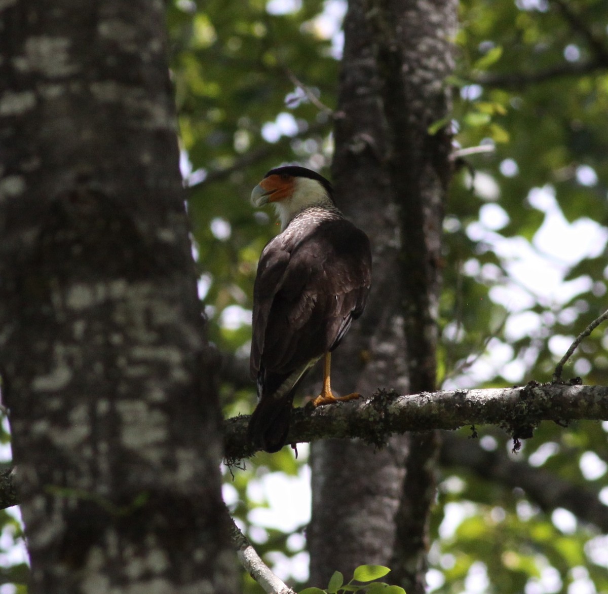 Crested Caracara (Northern) - ML127355591