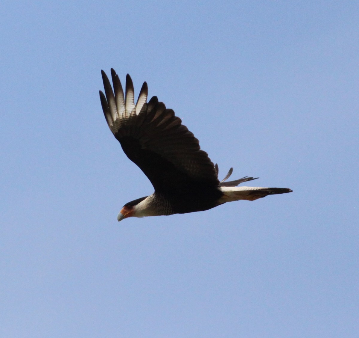 Caracara Carancho (norteño) - ML127355601