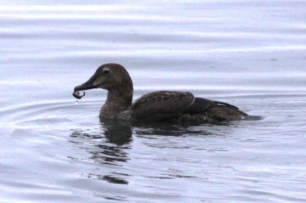 King Eider - ML127356581