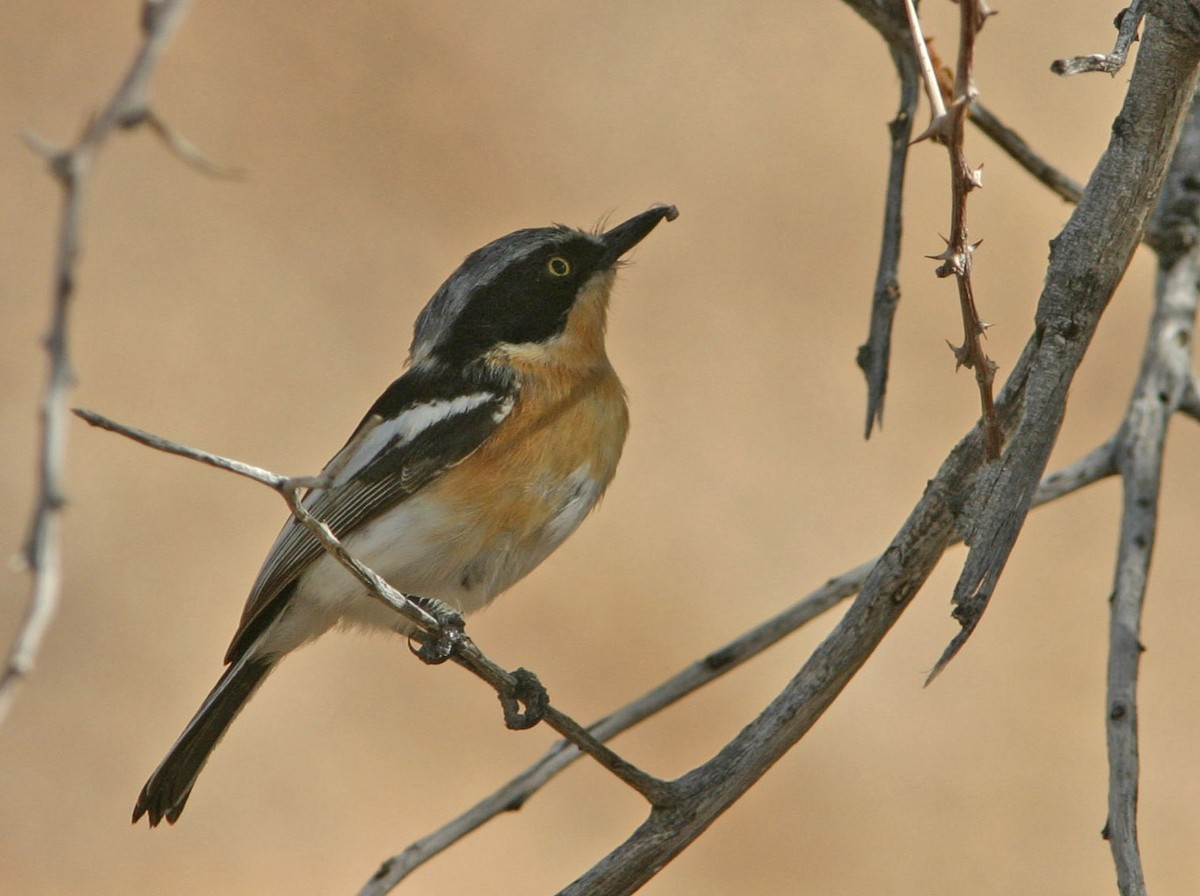 Pririt Batis - ML127357051