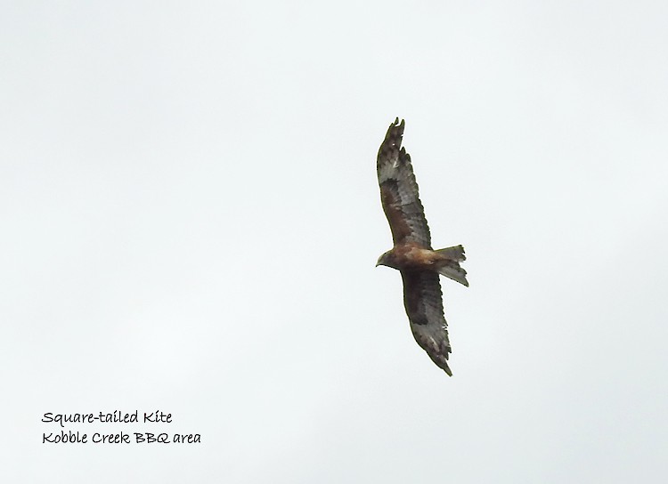 Square-tailed Kite - ML127357161