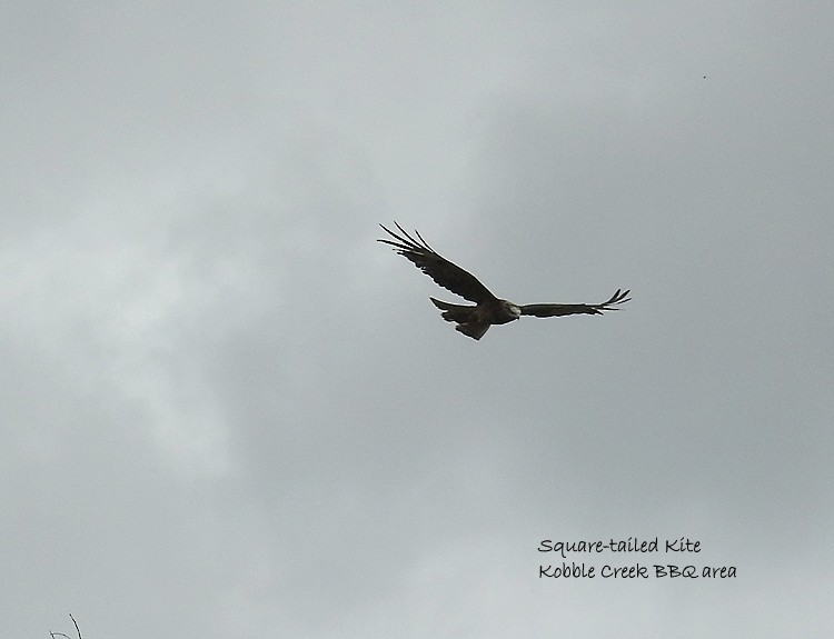 Square-tailed Kite - ML127357181