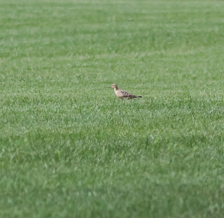 Buff-breasted Sandpiper - Mark R Johnson